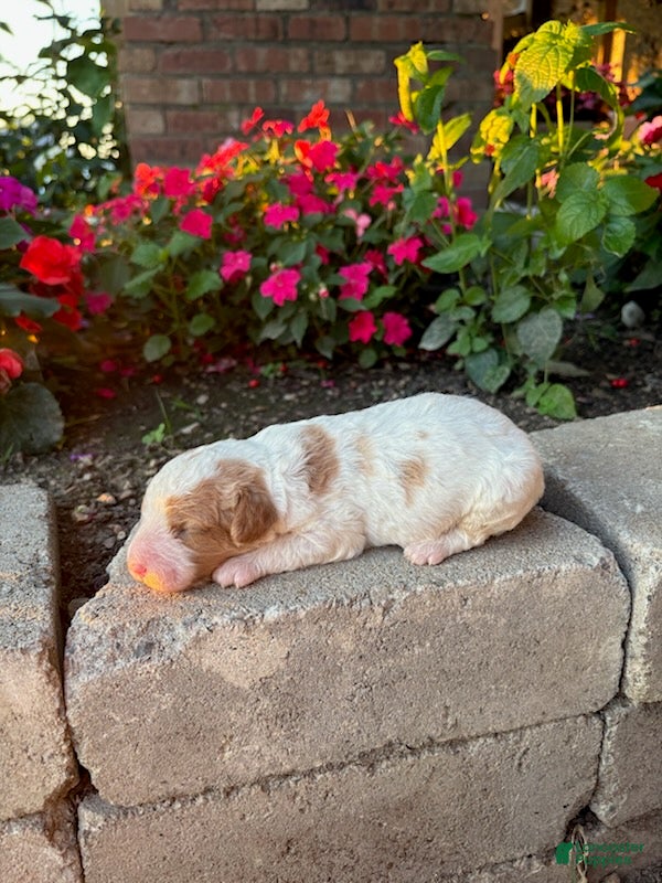 Cavapoo dogs Boy 4 - Ad 2