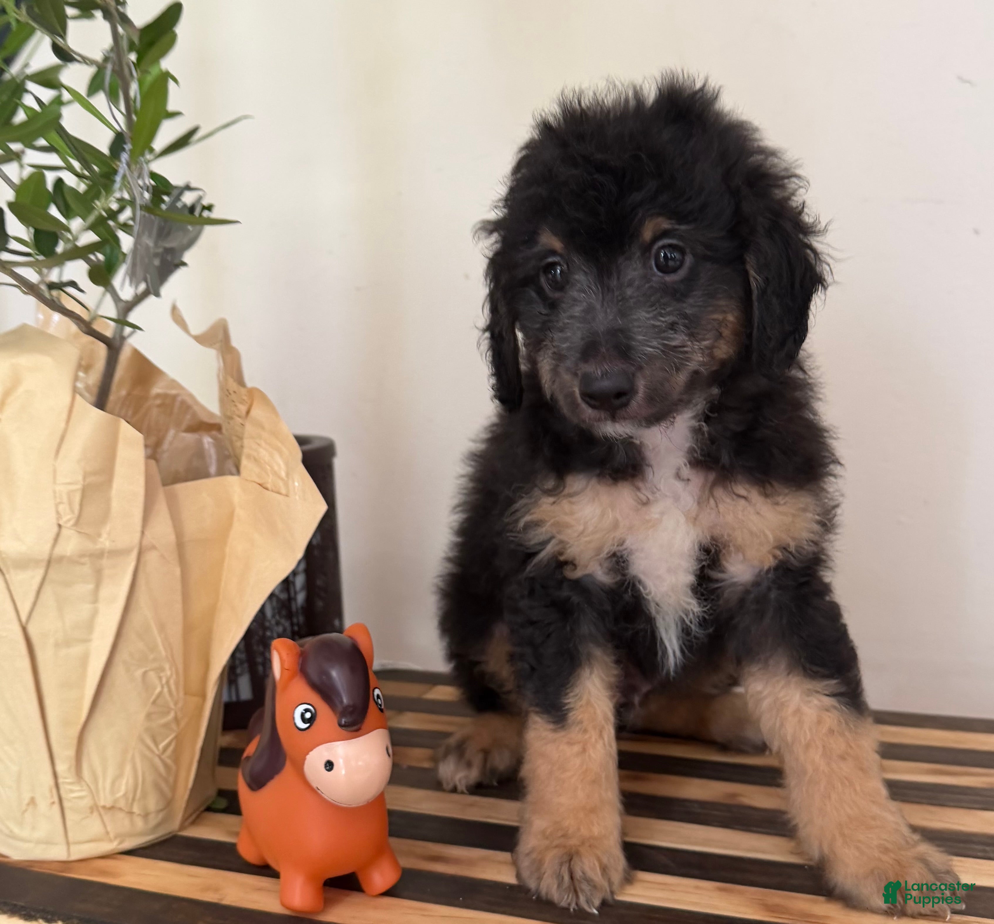 Mini Goldendoodle dogs BUDDY - Ad 2