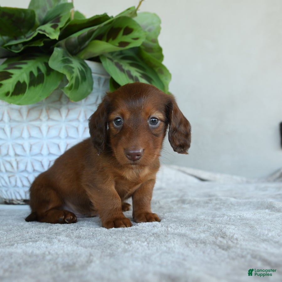 Dachshund dogs for sale: Paddington - Ad 3