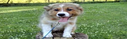 Mixed Breed dogs for sale: Toby - Ad 6