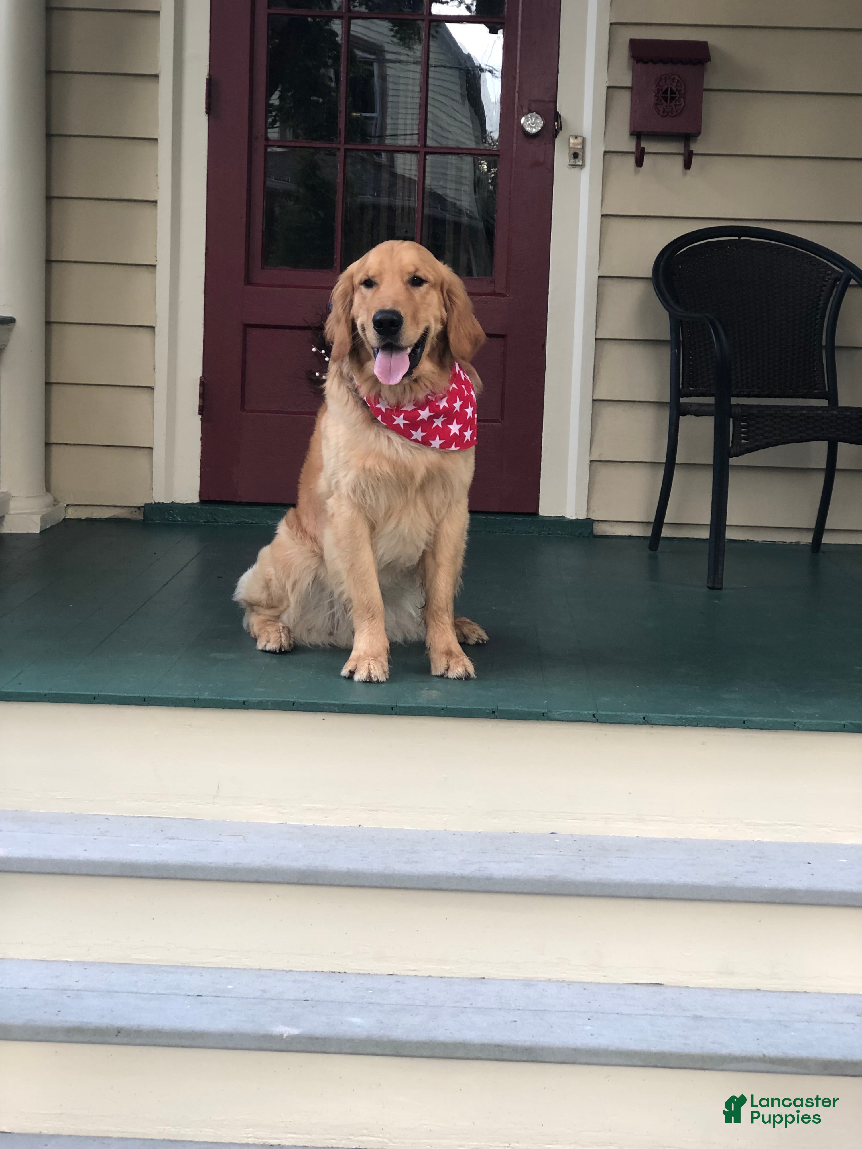 Golden Retriever dogs Forest - Ad 1