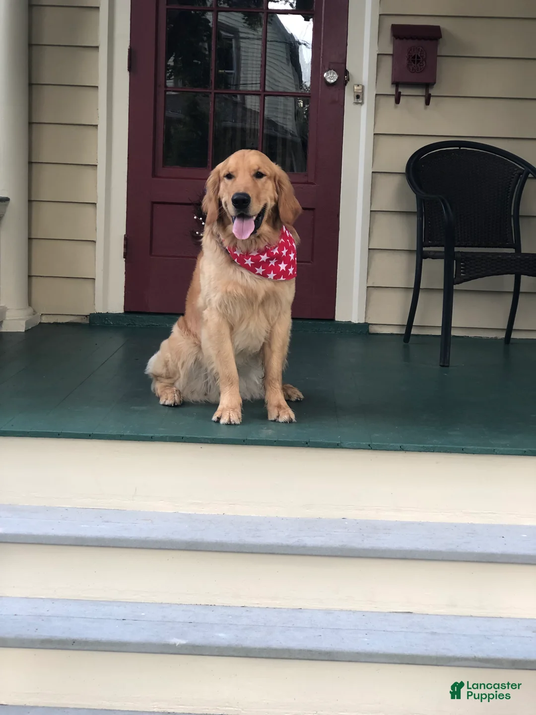 Golden Retriever dogs for stud: Forest - Ad 1