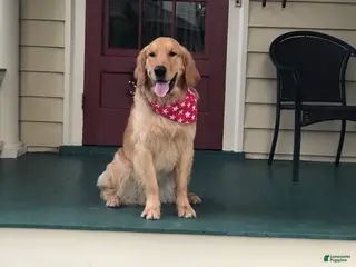 Golden Retriever dogs Forest - Ad 1