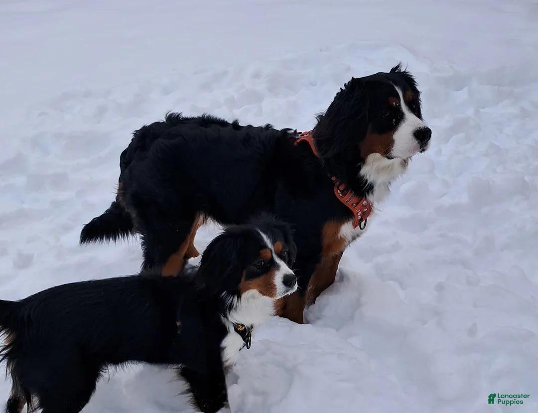 Miniature Bernese Mountain Dog dogs for sale: Paris - Ad 2