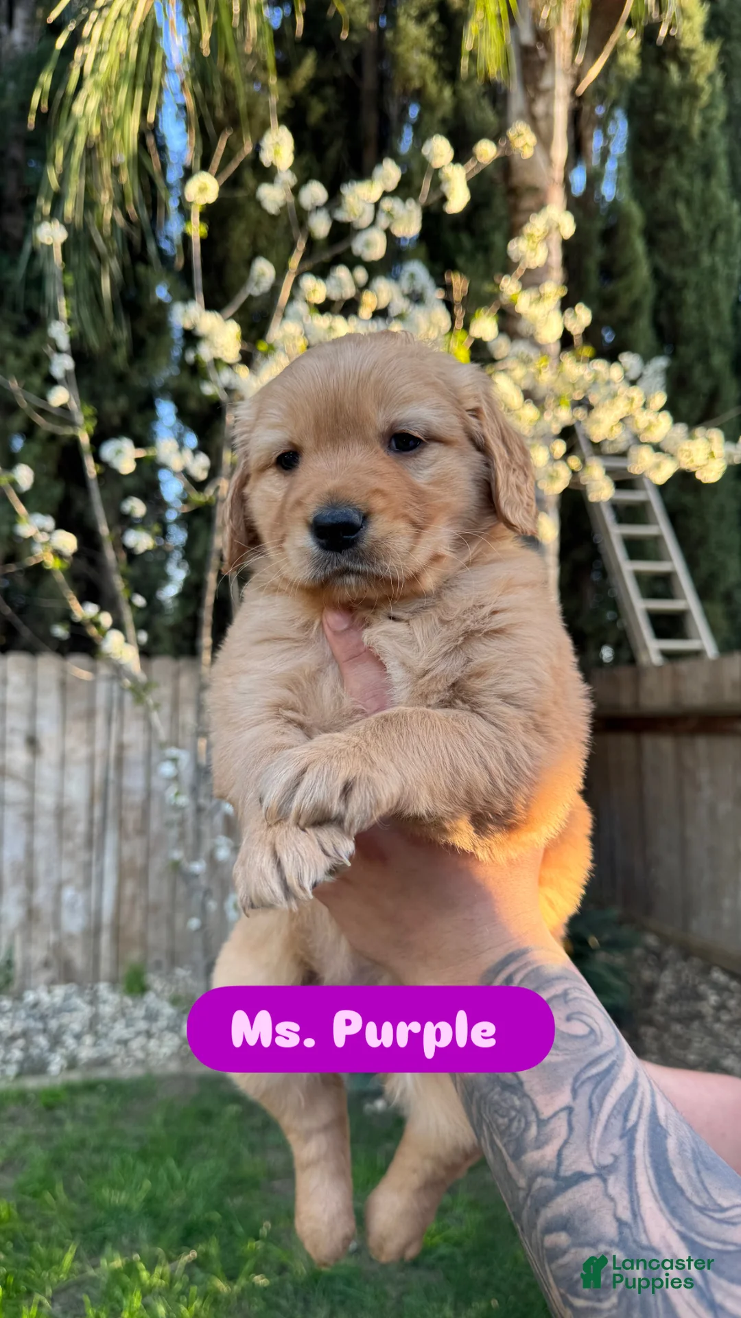 Golden Retriever dogs for sale: Ms. Purple - Ad 1