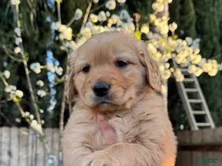 Golden Retriever dogs Ms. Purple - Ad 8