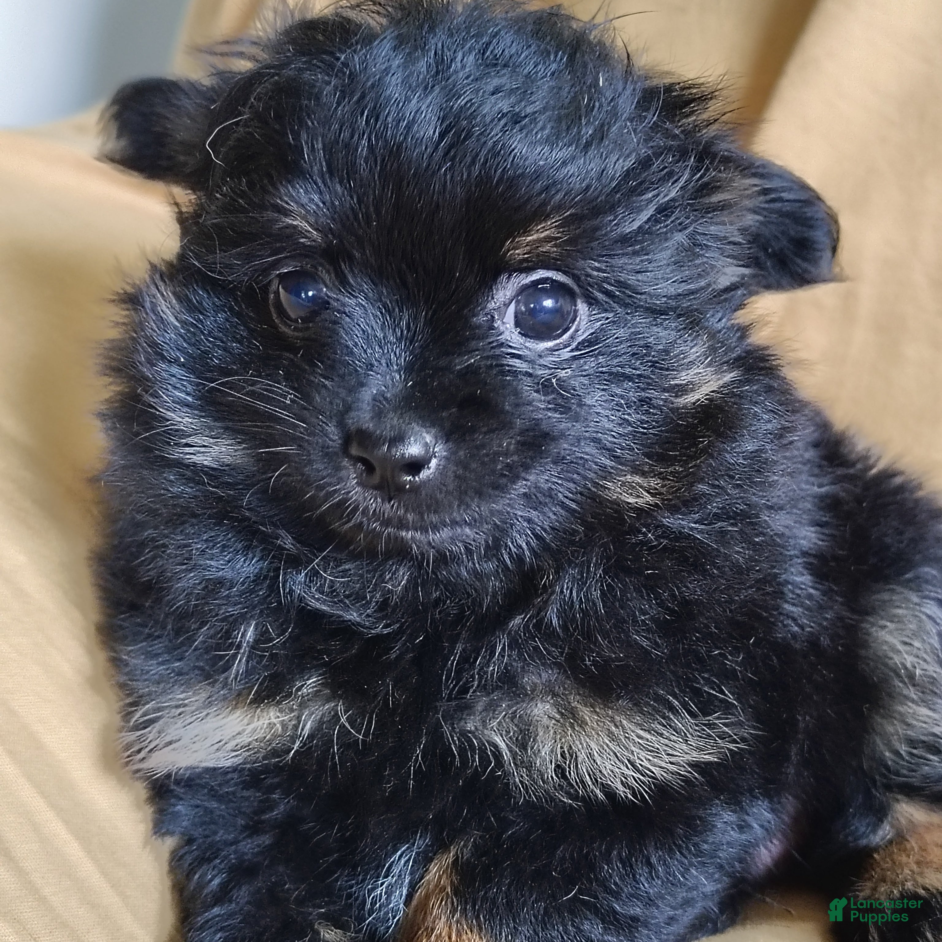 Pomchi dogs Teddy bear - Ad 1