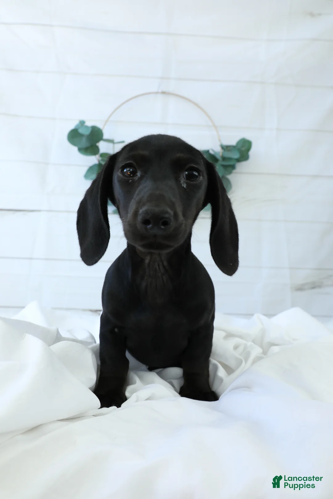 Miniature Dachshund dogs for sale: Belle - Ad 2