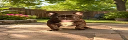 French Bulldog dogs for sale: French Bulldog  - Ad 4