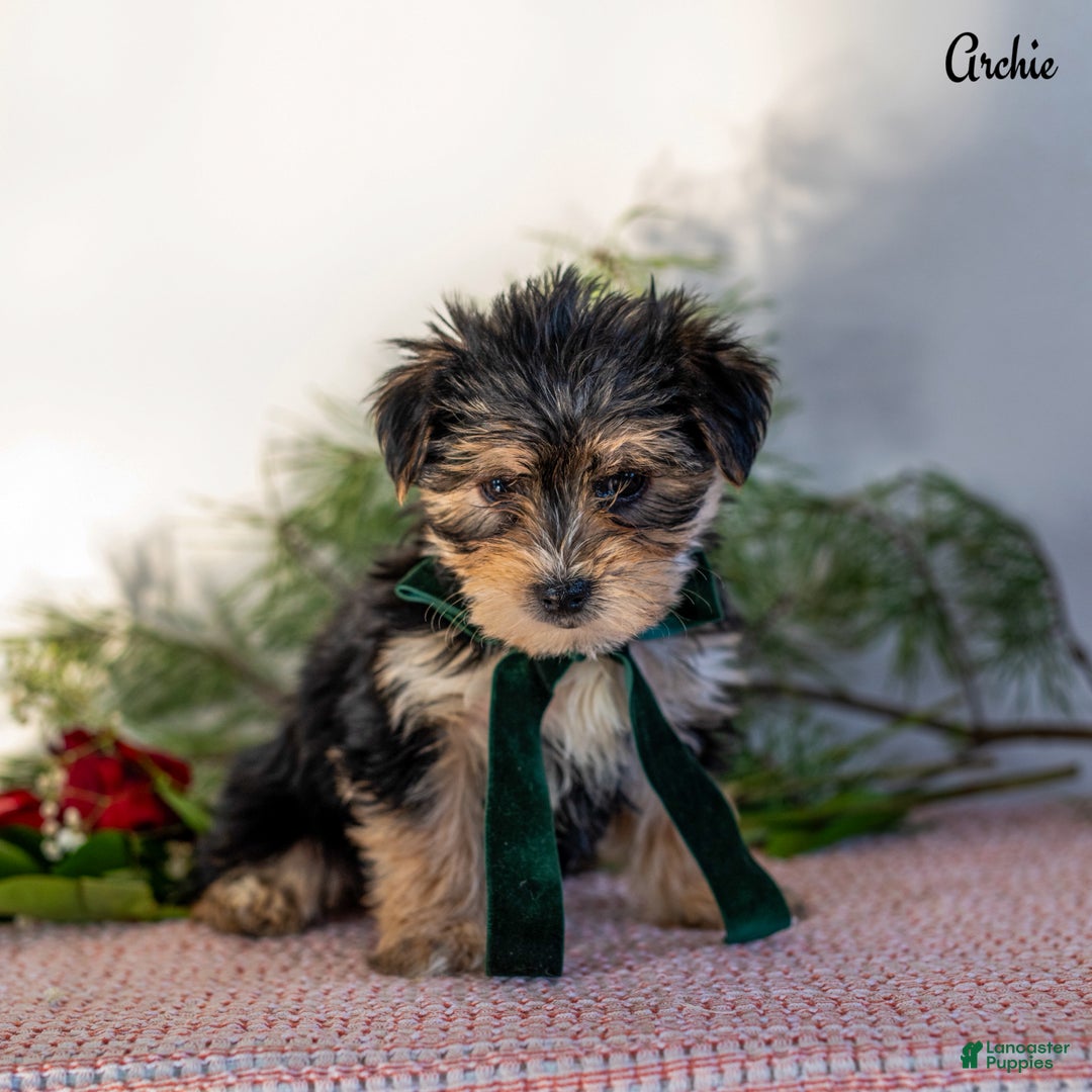 Morkie dogs for sale: Archie - Ad 5