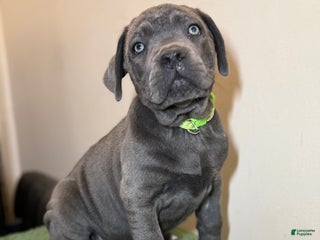 Cane Corso dogs - Ad 14