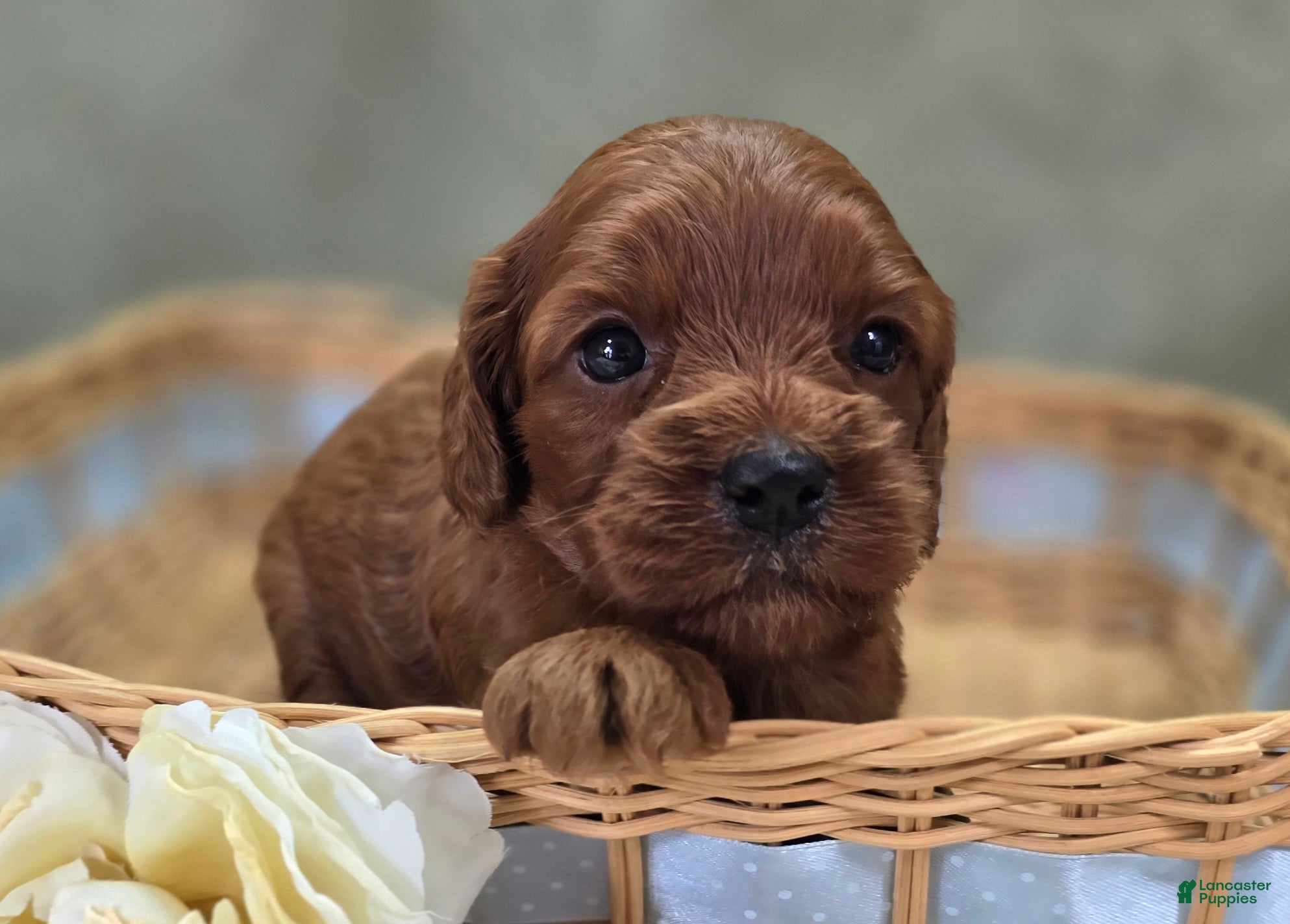 Cockapoo dogs Prada - Ad 40