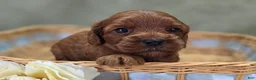 Cockapoo dogs for sale: Prada - Ad 16