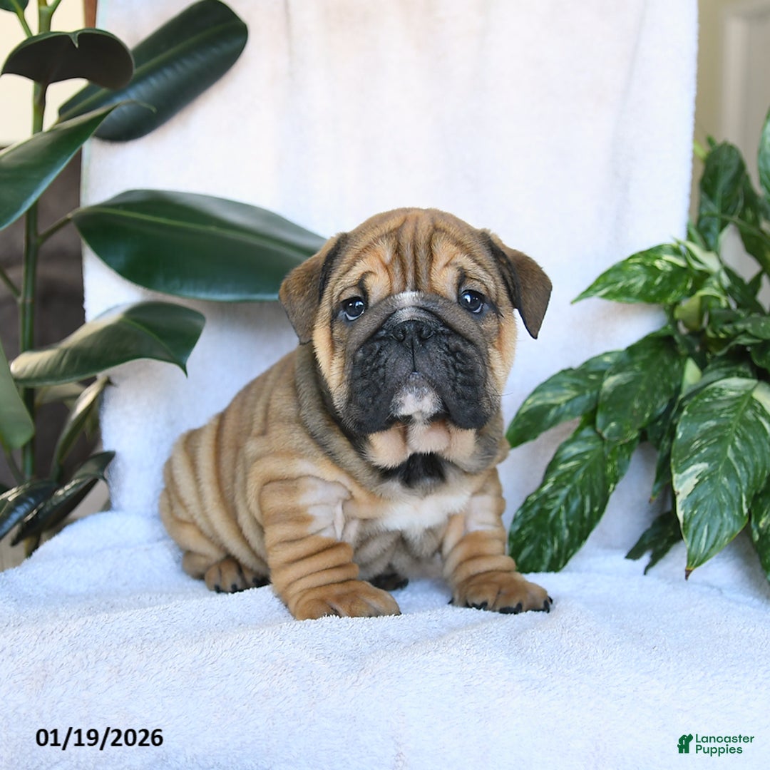 English Bulldog dogs for sale: Charmer - Ad 4