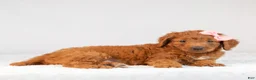 Mini Goldendoodle dogs for sale: Misty - Ad 4