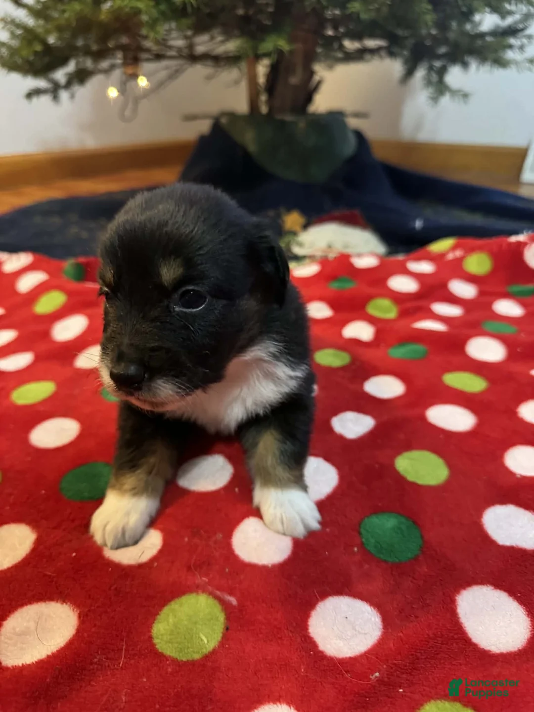 Australian Shepherd dogs for sale: Solstice - Ad 16