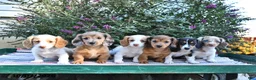 Miniature Dachshund dogs for sale: Kara - Ad 5