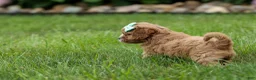 Cavapoo dogs for sale: Violet 💗 - Ad 11