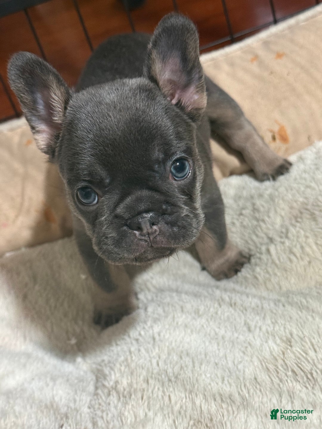 French Bulldog dogs for stud: French Bulldog 1 puppies - Ad 2