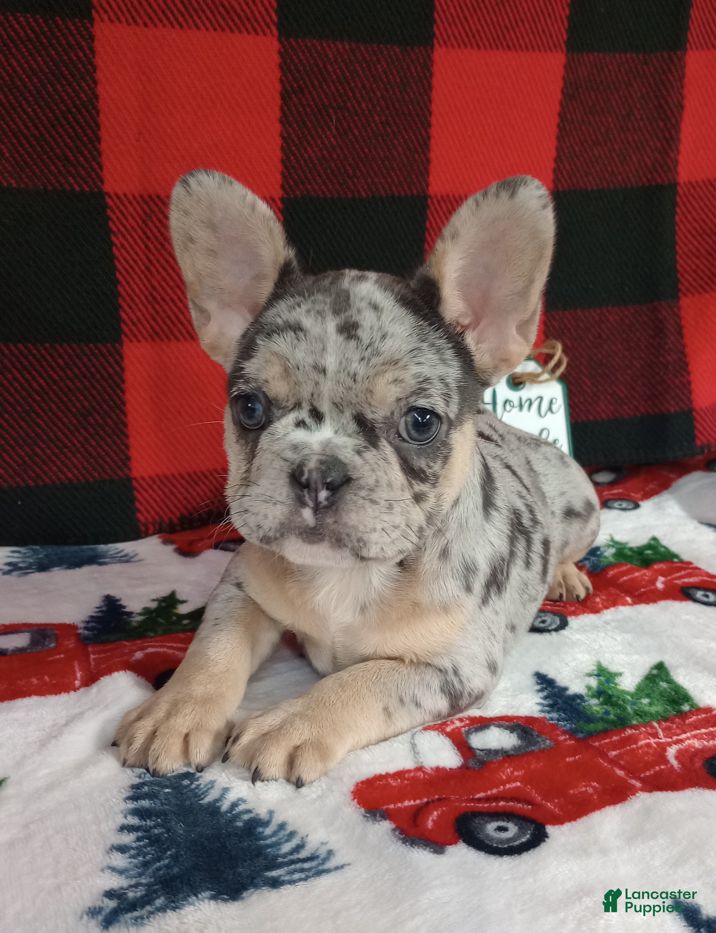 French Bulldog dogs Holly  - Ad 41