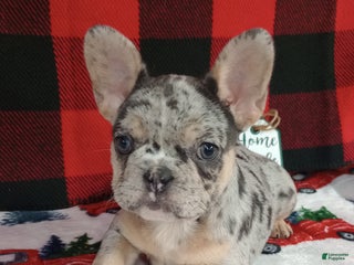 French Bulldog dogs Holly - Ad 41