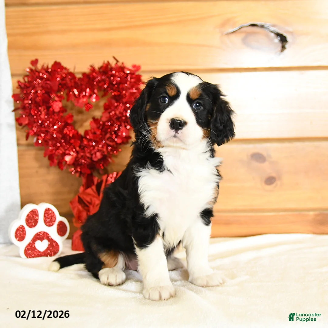 Miniature Bernese Mountain Dog dogs for sale: Violet - Ad 1
