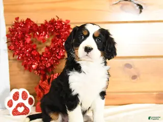 Miniature Bernese Mountain Dog dogs Violet - Ad 7