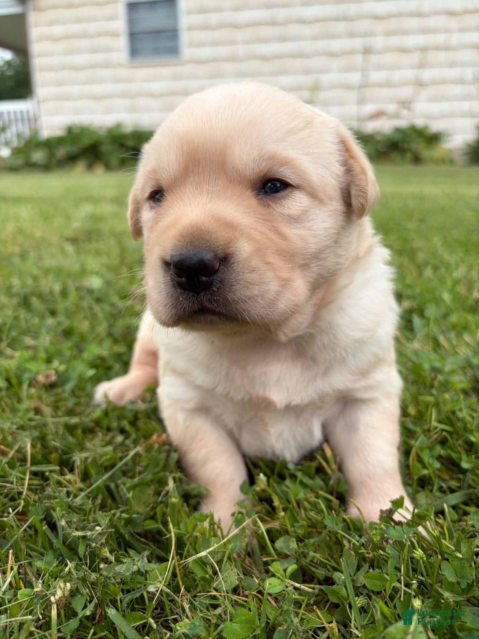 Labrador Retriever dogs Dolly - Ad 1