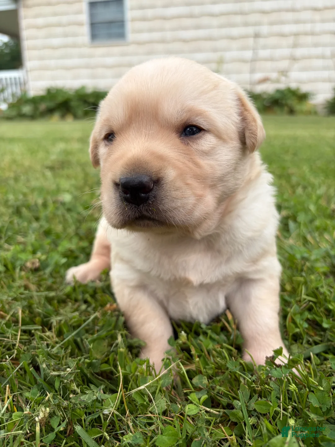 Labrador Retriever dogs for sale: Dolly - Ad 1