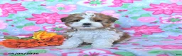 Havapoo dogs for sale: Huckleberry - Ad 2