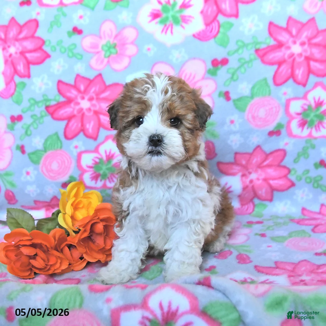 Havapoo dogs for sale: Huckleberry - Ad 2