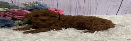 Toy Poodle dogs for sale: Petunia - Ad 2