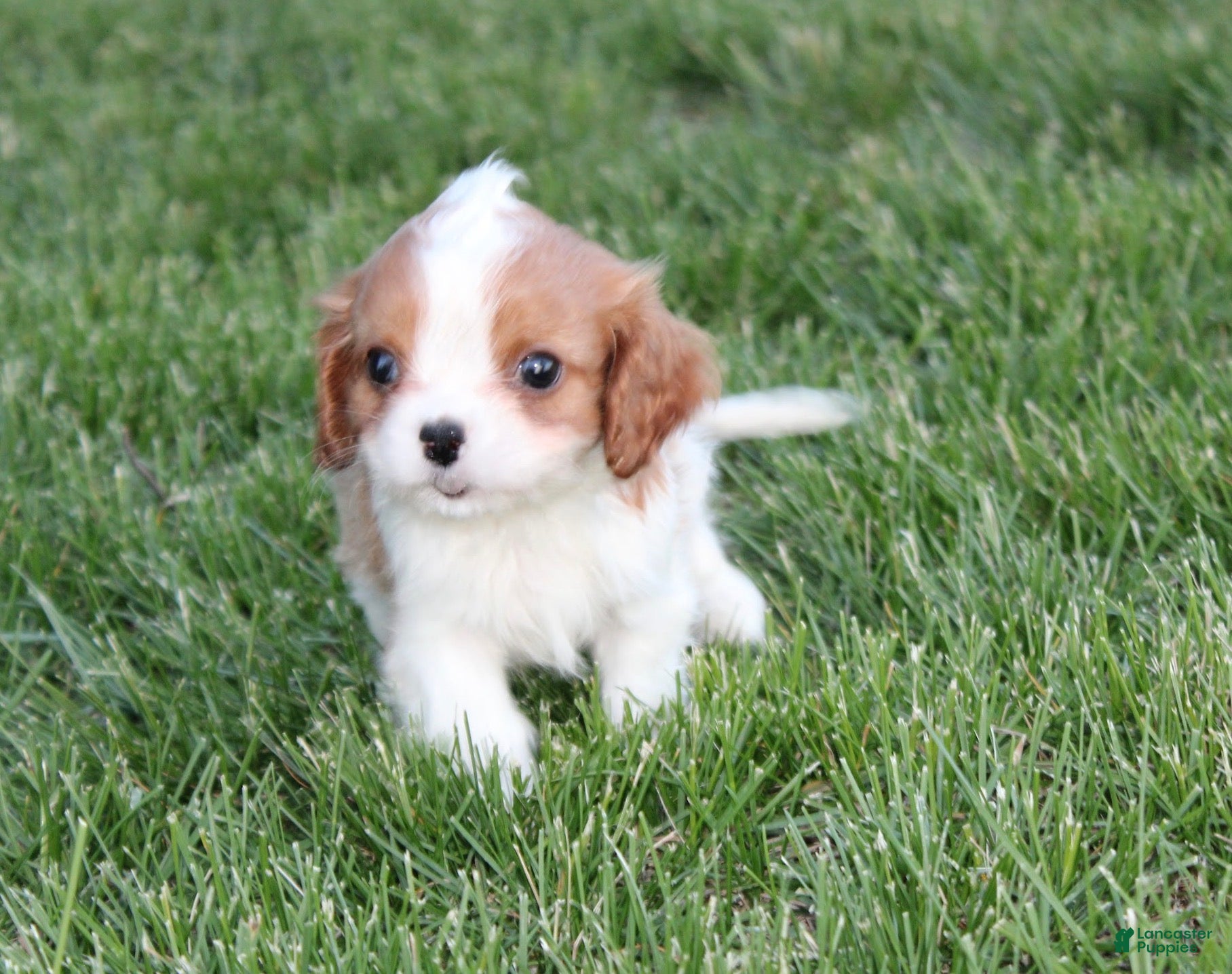 Cavalier King Charles Spaniel dogs Liam Cavalier King Charles Spaniel Puppy  - Ad 1
