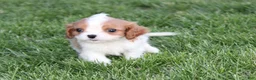 Cavalier King Charles Spaniel dogs for sale: Liam Cavalier King Charles Spaniel Puppy  - Ad 8