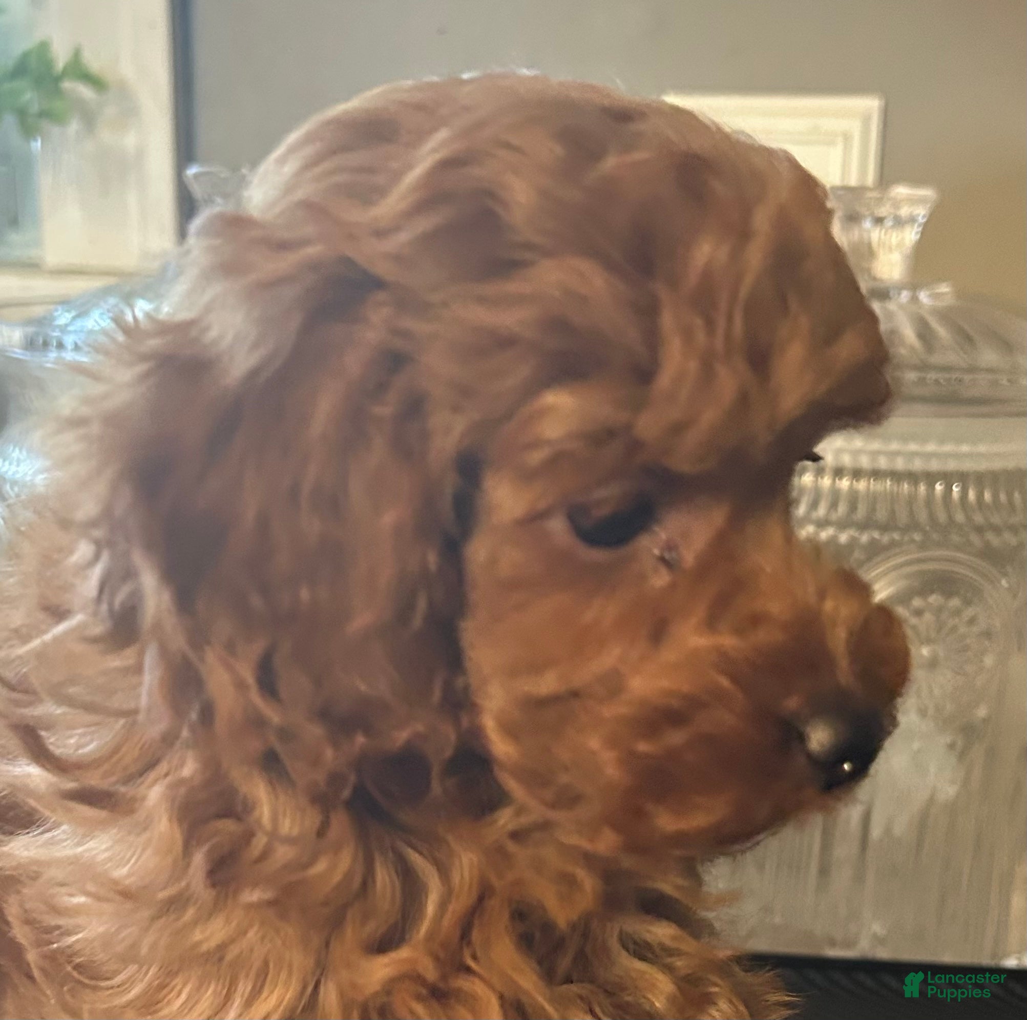 Toy Poodle dogs Butch - Ad 2