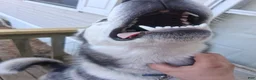 Siberian Husky dogs for sale: Legacy - Ad 4