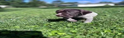 German Shorthaired Pointer dogs for sale: German Shorthaired Pointer  - Ad 3