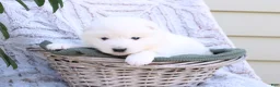 Samoyed dogs for sale: Samoyed Puppy 5 - Ad 9