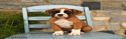 Boxer dogs for sale: Alpha - Ad 2