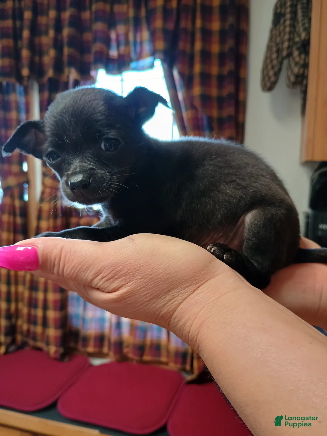 Chihuahua dogs for sale: Teddy t-cup  - Ad 11