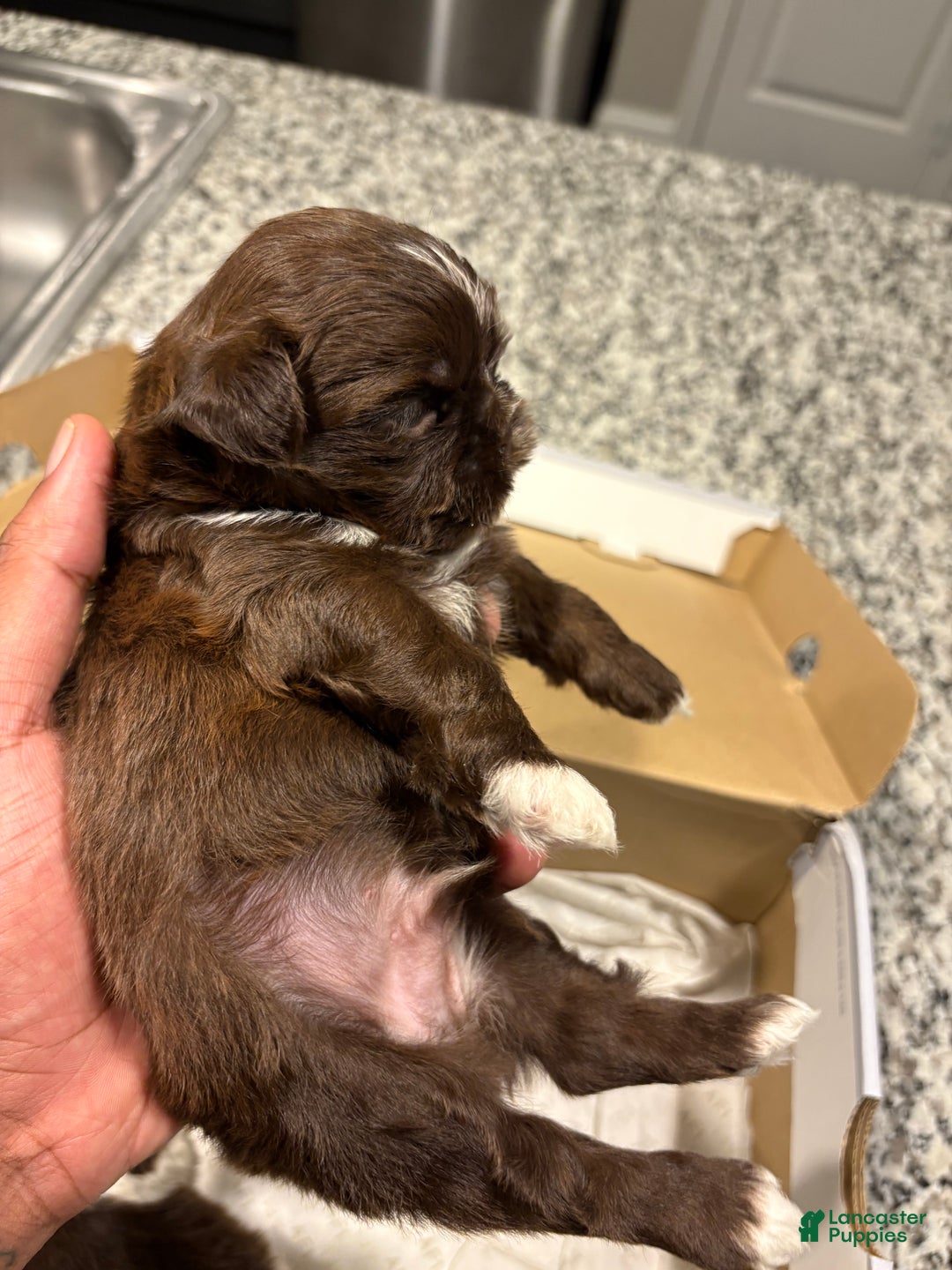 Shih Tzu dogs for sale: Choc - Ad 4