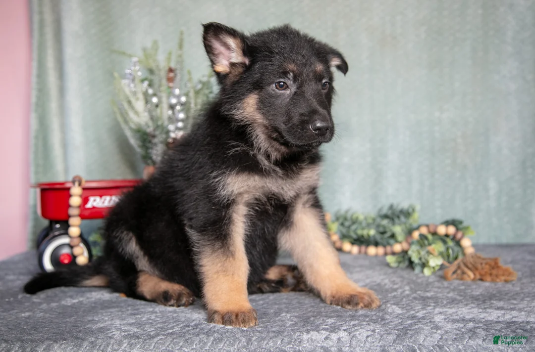 German Shepherd dogs for sale: Lucas - Ad 2