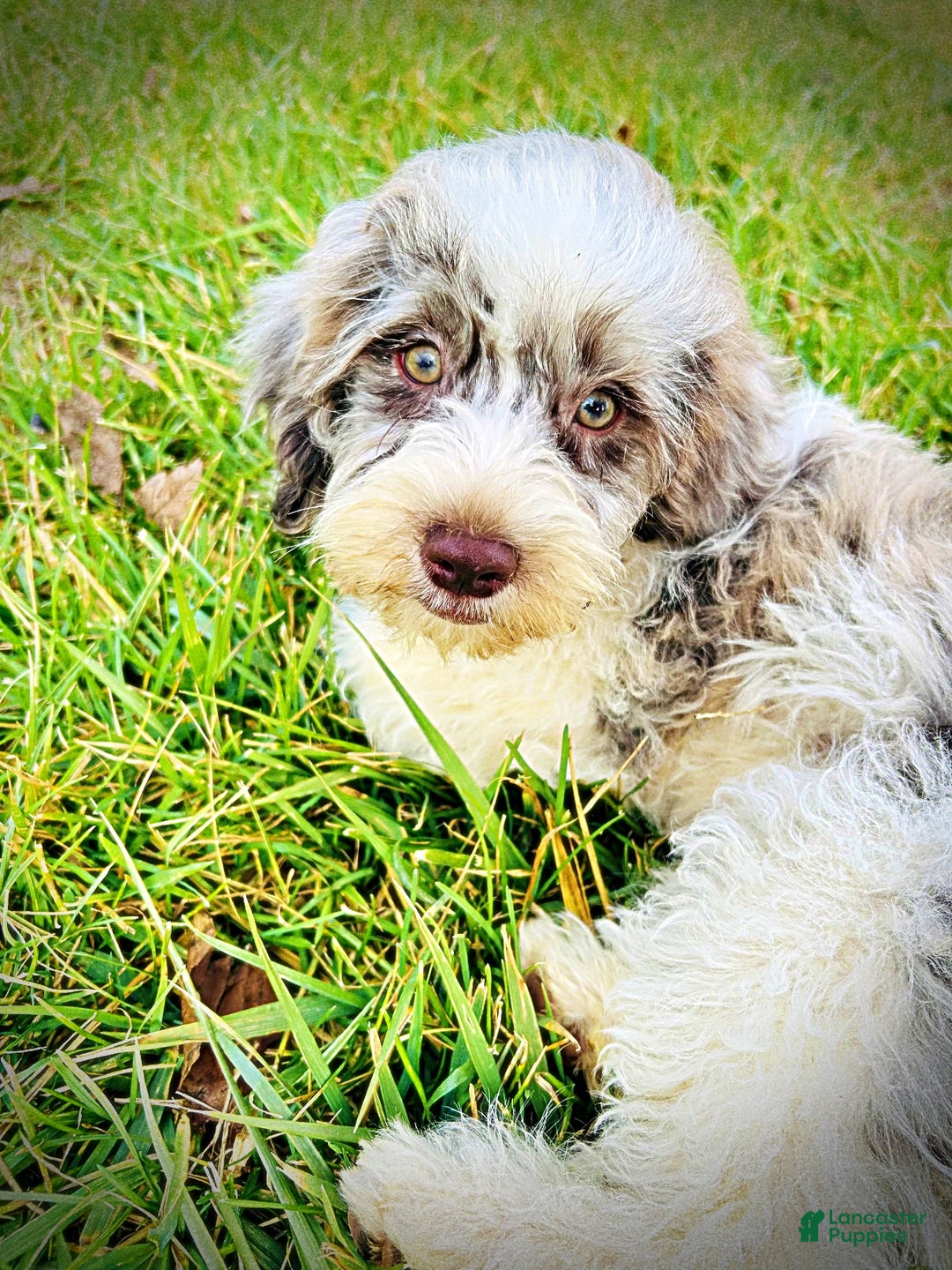 Havapoo dogs for sale: Pixie - Ad 7