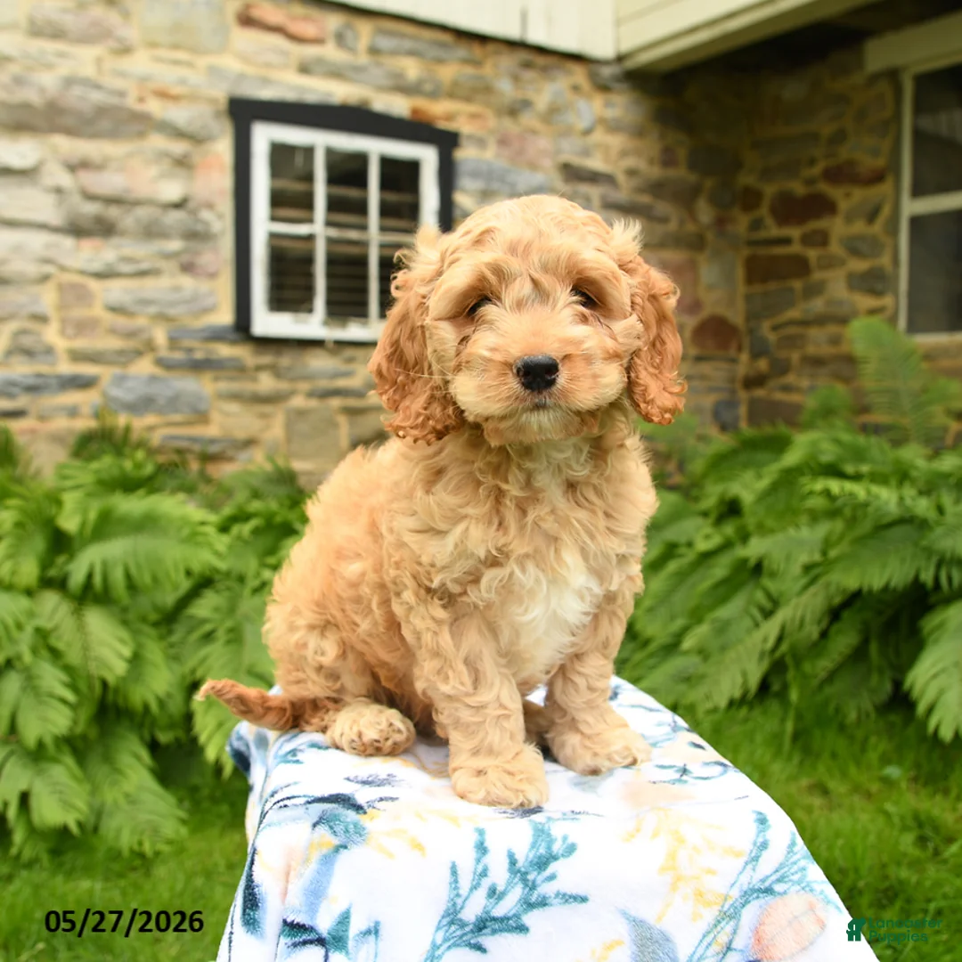 Cockapoo dogs for sale: Dallas - Ad 1