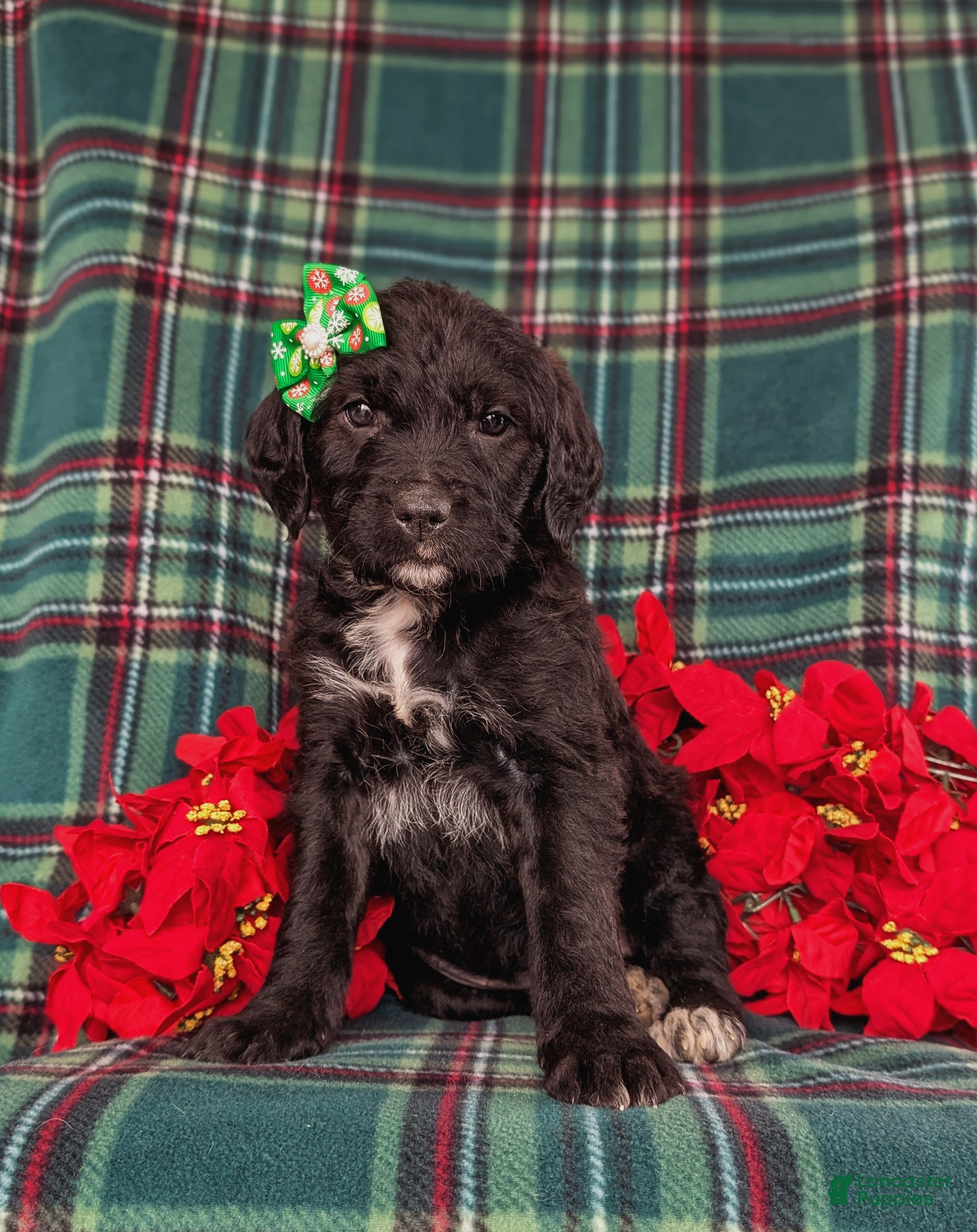 Mixed Breed dogs Bailee - Ad 42