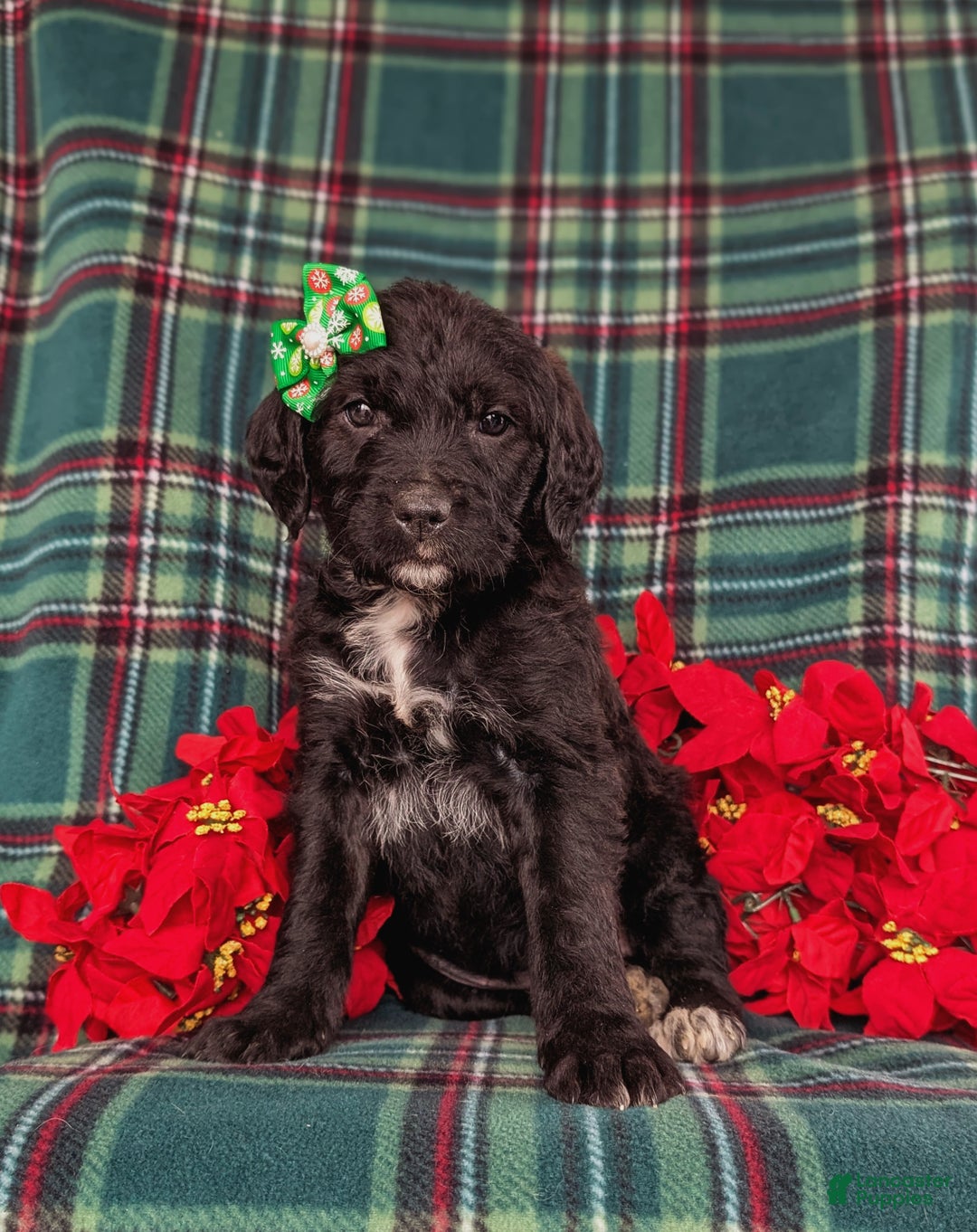 Mixed Breed dogs for sale: Bailee - Ad 1