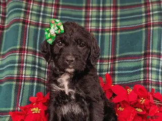 Mixed Breed dogs Bailee - Ad 17