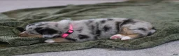 Mixed Breed dogs for sale: Angel - Ad 4