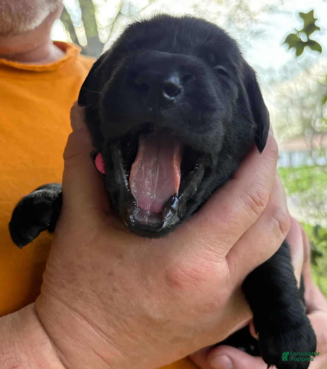 Mixed Breed dogs for sale: Golden Labradoodle Puppy 9 - Ad 2