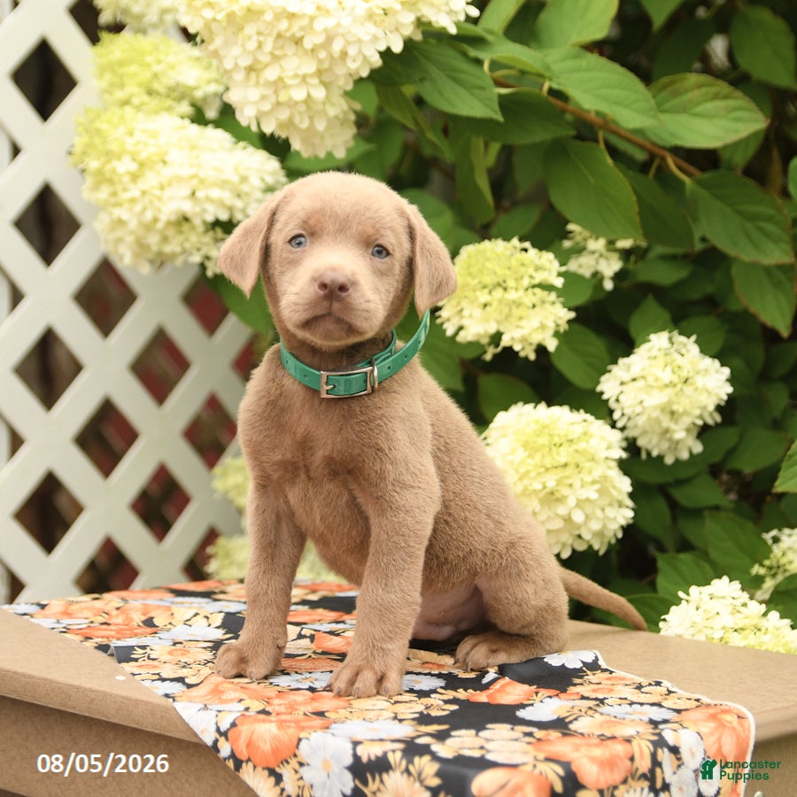 Labrador Retriever dogs Max - Ad 1